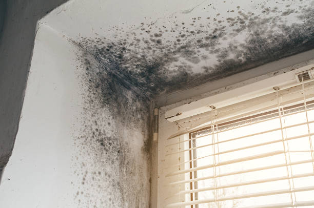Affordable Mold Remediation solutions in Harrington Park, NJ