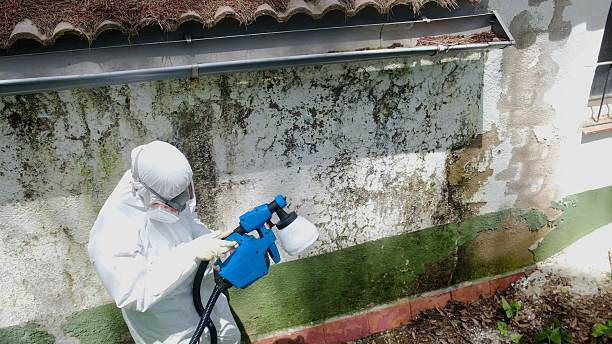 Trusted Mold Remediation service in Harrington Park, NJ - Cheap Mold Removal